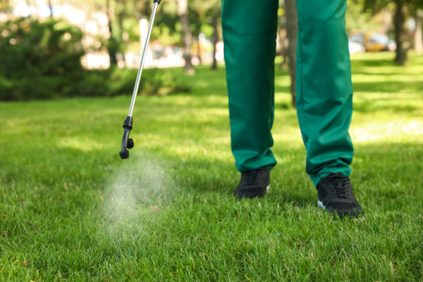 Best Termite Control Services  in Lakewood, OH